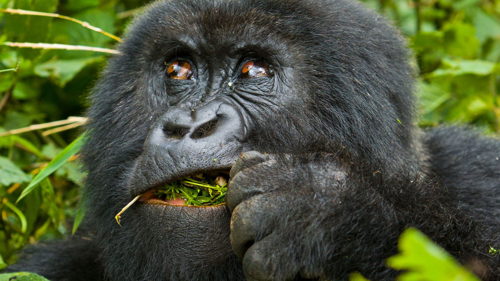 How much does gorilla trekking cost?