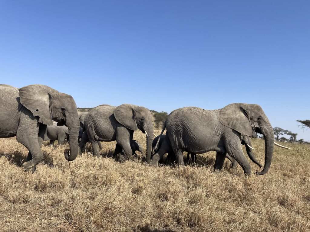 a group of elephants