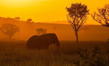 Private Tanzania Safari – 8 Day Gentle Wildlife Journey