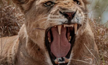 10-Day Tanzania Great Migration SafariTrue migration experience at a budget price