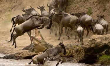 Great Migration. Peak Season. Smart Price