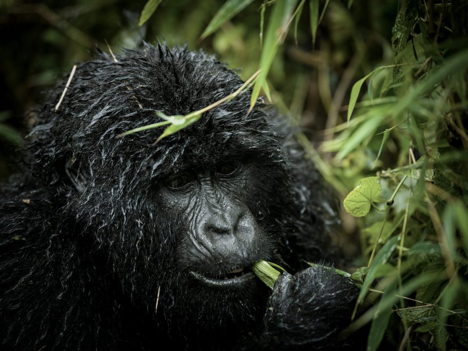 Bwindi Gorilla Trekking Experience
