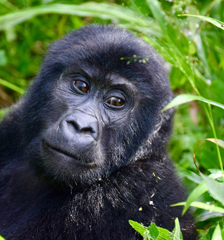 Serengeti Gorilla Trekking Safari