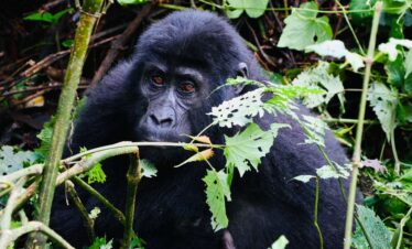 Pearl of Africa: Savannah & Gorilla Discovery (8 Days)