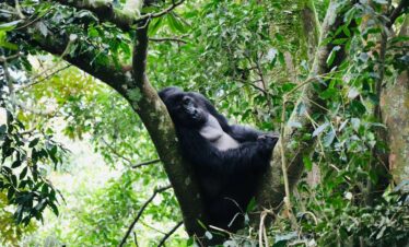 Gorilla, Chimpanzees & Big Game Safari