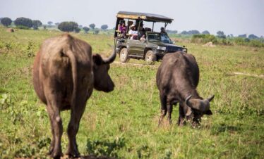 Big Five & Great Primates Safari