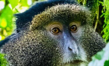 Uganda & Rwanda Luxury Gorilla Journey