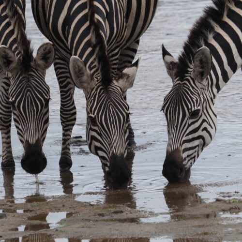 8 Days Best of Kenya Safari featuring Maasai Mara, Lake Nakuru and Amboseli wildlife