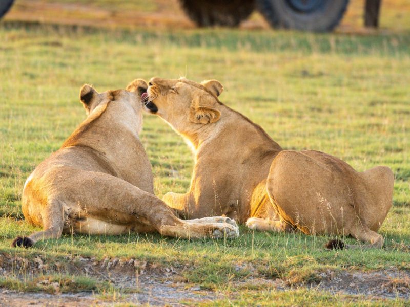 5-Day-Living-Among-Lions-Mid-Range-Wildlife-Lovers-Safaris.jpg