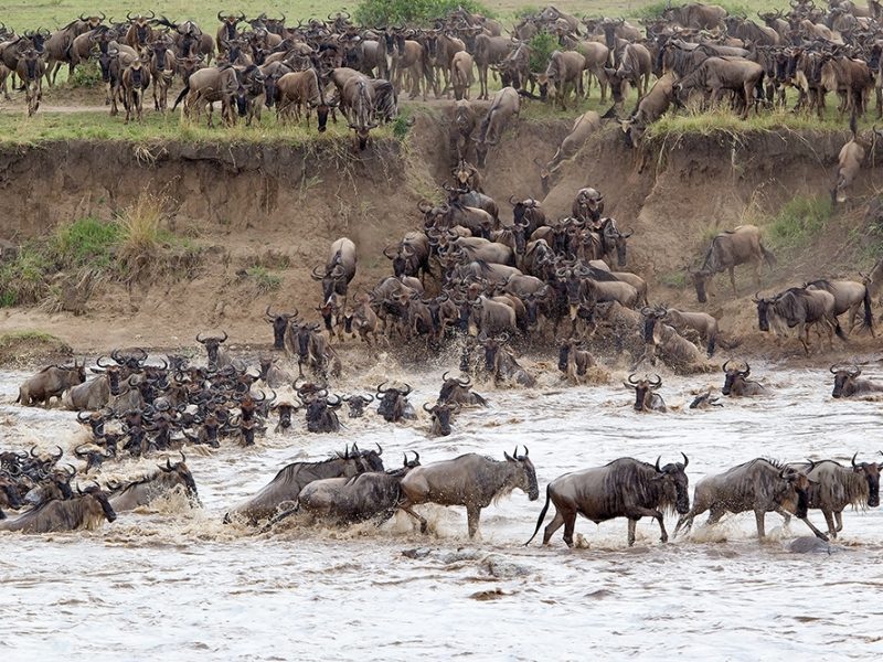 Wildebeest (Connochaetes taurinus) herd start the crossing of the Mara river during the migration