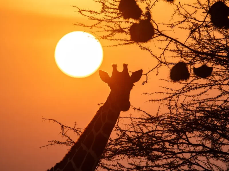 Kenya-Safari-Tou