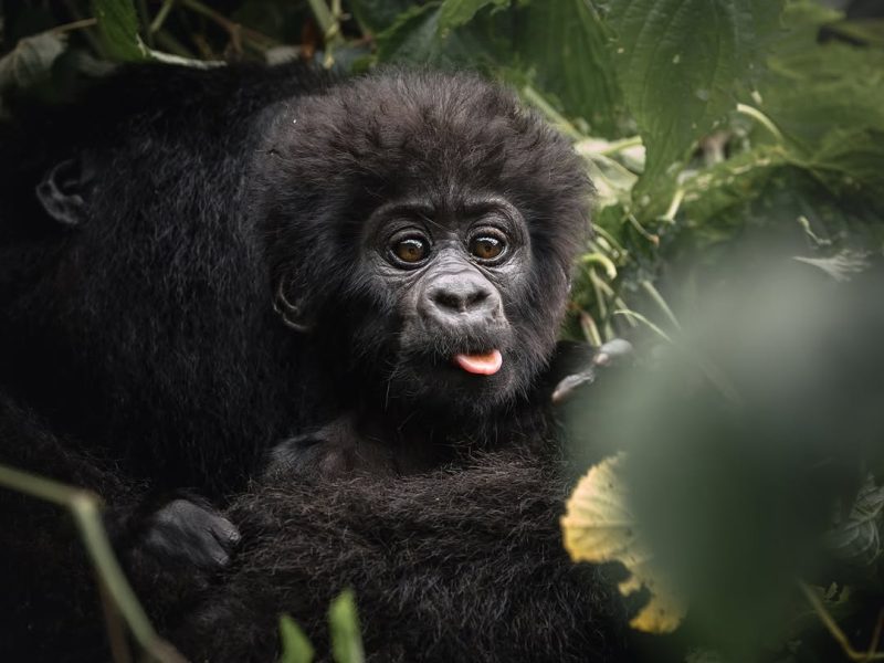 gorilla-trekking-uganda-2.jpg